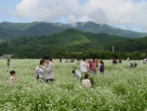 효석문화제 메밀꽃밭