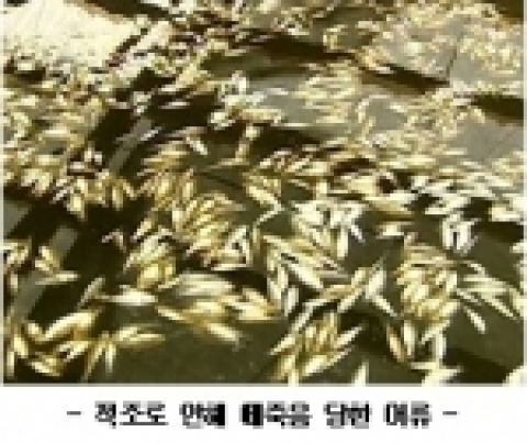 - 적조로 인해 떼죽음 당한 어류 -