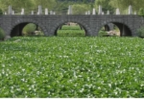 부레옥잠 식재지에서 잘 성장하고 있는 부레옥잠 모습