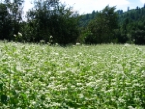 여행포탈 웹투어, 신비로운 하얀들판 봉평 메밀꽃체험상품 인기몰이