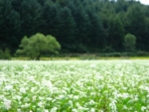 여행포탈 웹투어, 신비로운 하얀들판 봉평 메밀꽃체험상품 인기몰이