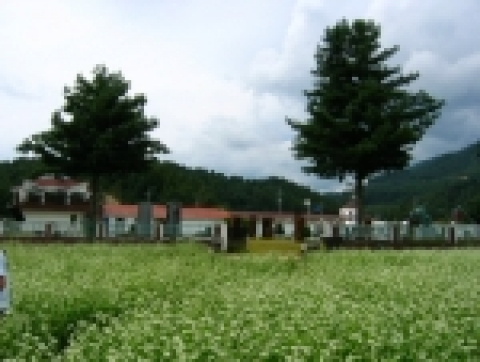 여행포탈 웹투어, 신비로운 하얀들판 봉평 메밀꽃체험상품 인기몰이