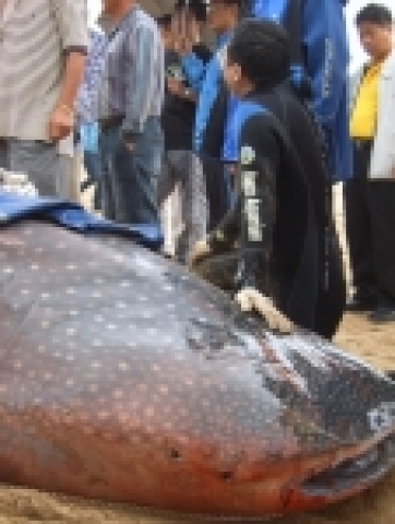 해운대 동백섬 앞 바위 틈에 있던 고래상어 발견한 모습  