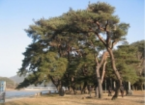 선몽대 숲