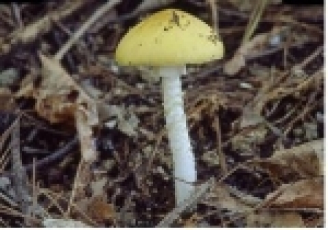 개나리광대버섯(맹독성 버섯)