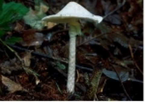 독우산광대버섯(맹독성 버섯)