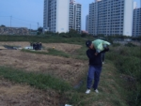 농로가 좁아서 농기계를 사용하여 운반할 수 없어 벼가마를 인력으로 직접 들어서 운반하는 모습