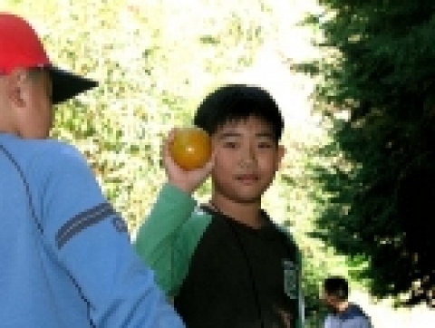 2005년 10월 단감따기 체험사진