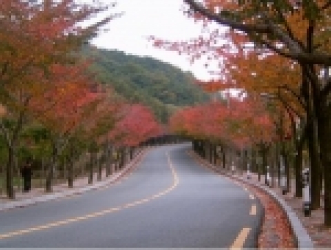 팔공산순환도로 왕벚나무 가로수