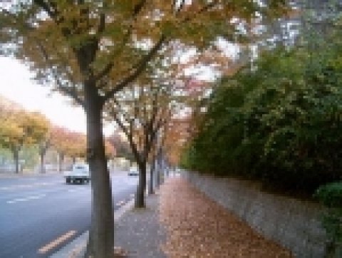 파계로에 쌓인 낙엽