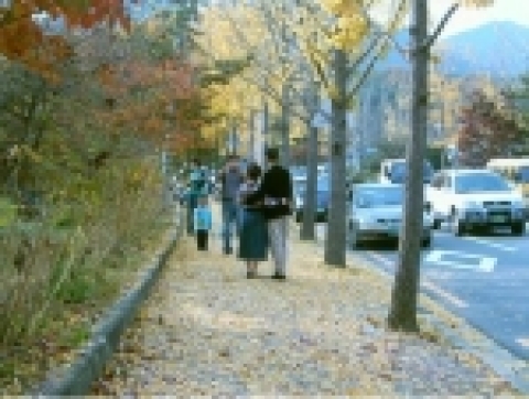 팔공로의 낙엽 사진찍기
