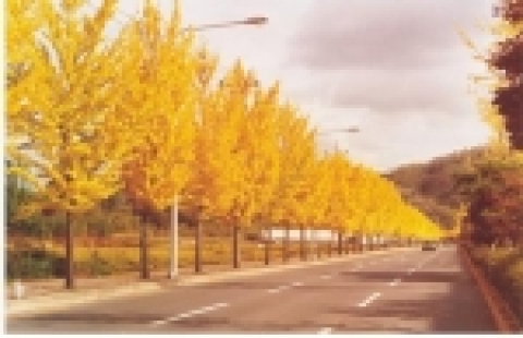 팔공로 은행나무 가로수