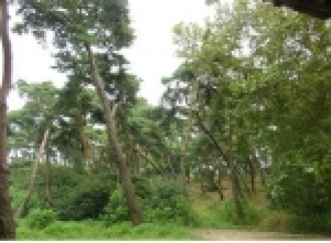 곰나루 솔밭 현황 