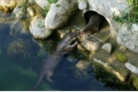 엄마수달이 굴 속에 있는 아기수달을 데리고 세상 나들이 준비를 하고 있다. 아기수달은 아직 굴 속에서 바깥으로 나오지 못하고 있다 