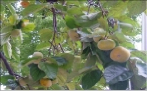 양천구 목동 중심축 도로