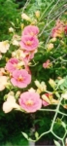 능소화는 중국이 고향으로 영문으로 trumpet creeper, 금등화 혹은 양반들만 심을 수 있다는 전례 때문에 양반꽃이라고도 하고 북한에서는 릉소화라고 부른다. 개화기간은 7~9월. 얼핏보면 5장의 잎으로 되어 있는 듯 하지만 통꽃으로 질 때도 통째로 떨어진다