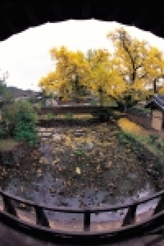 은행나무가 흐드러지게 핀 서석지의 가을 풍경.