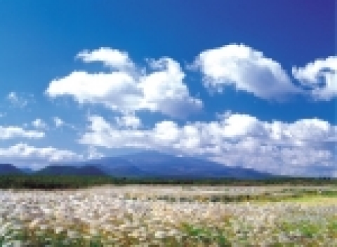 은빛 억새꽃 물결