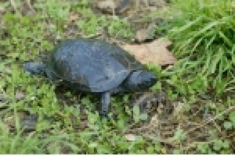 천연기념물남생이 