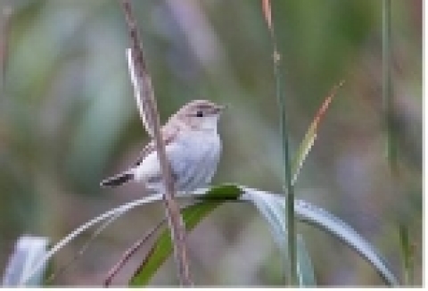 연노랑솔새(가칭, 영명: Willow Warbler)