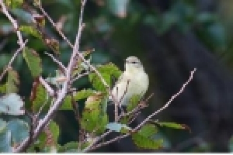 Willow Warbler