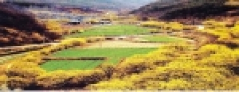 대상에 선정된 산수유 꽃 피는 마을