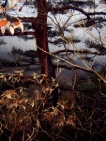 벼락에 의한 산불발생 현장 사진