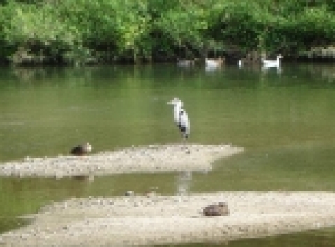 신답철교 부근 모래톱위
