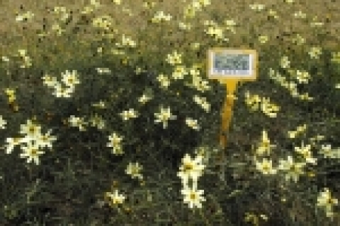 노랑숙근코스모스