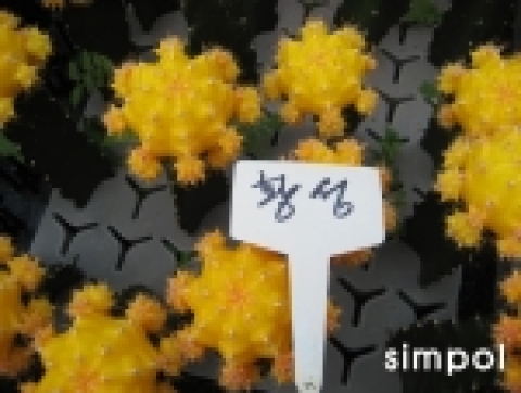 접목선인장-황성
