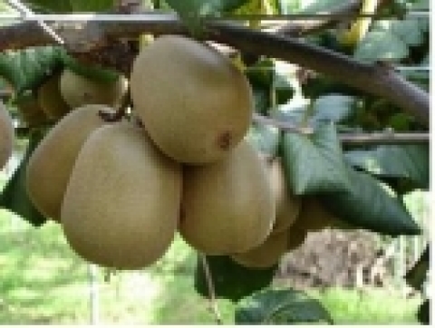  ‘제시골드 과실’