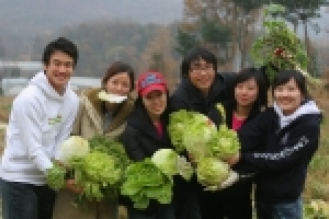 상명대학교 학생들이 경기도 남양주시 와부읍에서 진행된“100% 유기농, 우리농산물 배추심기 행사”에서 지난 9월 심은 배추를 수확하고 있다
