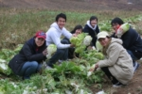 상명대학교 학생들이 경기도 남양주시 와부읍에서 진행된“100% 유기농, 우리농산물 배추심기 행사”에서 지난 9월 심은 배추를 수확하고 있다