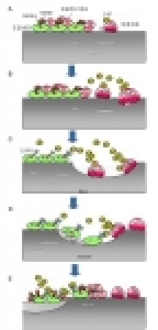 스핑고신-1-포스페이트에 의한 파골세포-조골세포 상호작용 조절.
A) 조골세포의 표면에 있는 파골세포분화인자인 랑클(RANKL)과 파골전구세포의 표면에 있는 수용체 랑크(RANK