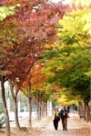 용지공원호수주변 낙엽거리