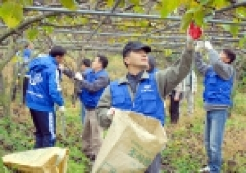 쌍용자동차(대표이사 사장 최형탁) 창원공장 200여명의 임직원은 11월 25일 자매 마을로 인연을 맺은 경남 하동군 흥룡리 마을에서 이 지역 특산물인 매실나무 거름주기, 가지치기 