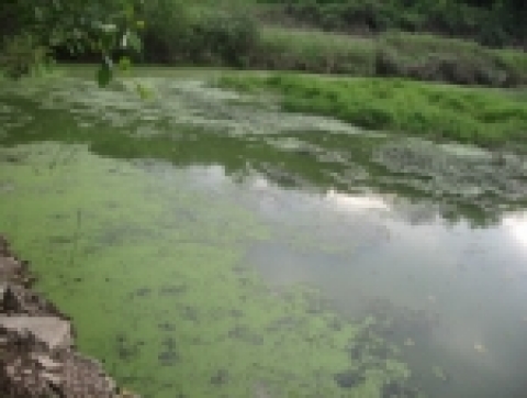 2008년 람사총회 개최지인 우포늪
