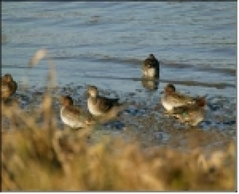 한강을 찾아온 철새 (강서습지생태공원) 