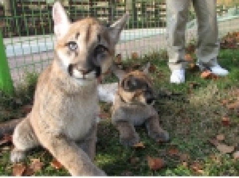 사육사와 함께 야외에서 장난을 치고 있는 퓨마 남매