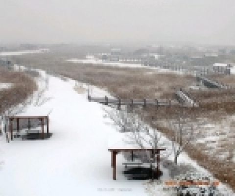 시화호 갈대습지 전경-겨울