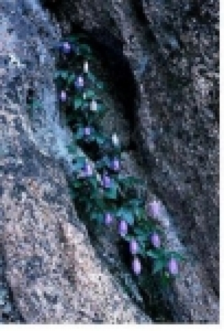 ◇ 자연생태 분야 ▶ 우 수 상 - 금강초롱(김부오, 설악산국립공원)