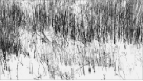 My Silence Ⅱ-1  |  33 × 66.5 (cm) |  gelatin silver print  |  2004