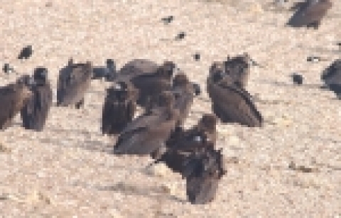 독수리 월동지역