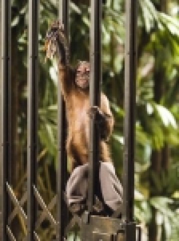 ‘박물관이 살아있다’ 열쇠라면 다 좋아 ‘원숭이 덱스터’