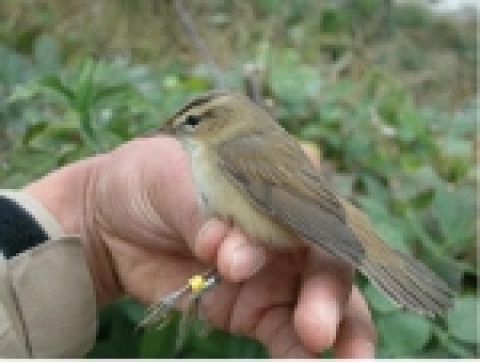 가락지부착 쇠개개비(2004.11.03, 홍도) 