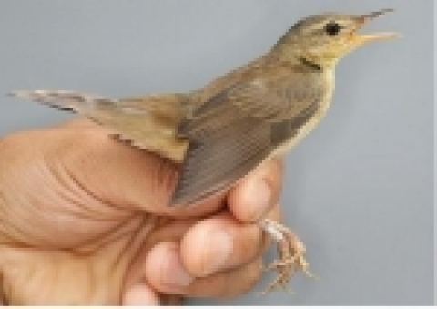 가락지부착 알락꼬리쥐발귀(2006.08.25, 홍도)  