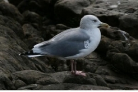 날개표식부착 노랑발갈매기(2005.12.13, 홍도)  