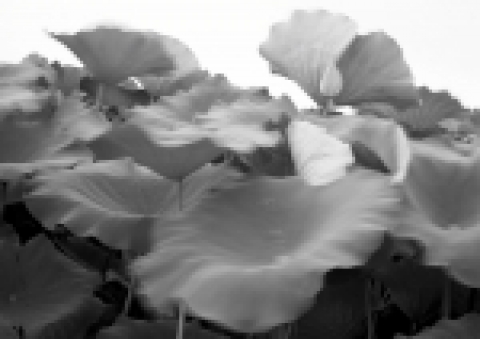 이혜련 작가는 연꽃을 흑백 사진으로 표현해 빛의 깊은 매력을 전하고 있다.