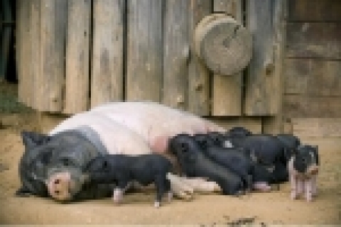 지난 11월 17일 태어난 미니피그들이 오는 12월 28일 하얀 미니피그와 함께 하는 공개행사를 앞두고 어미 품에 안겨 젖을 빨고 있는 모습이 귀엽다