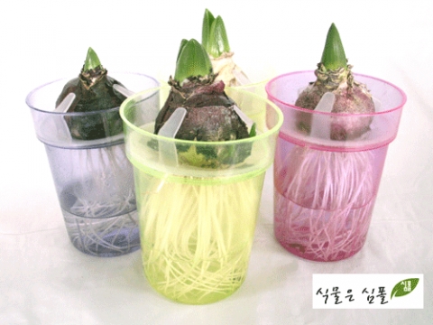 히야신스구근